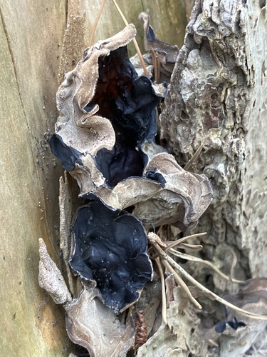 Auricularia polytricha