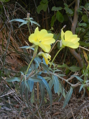Oenothera longissima
