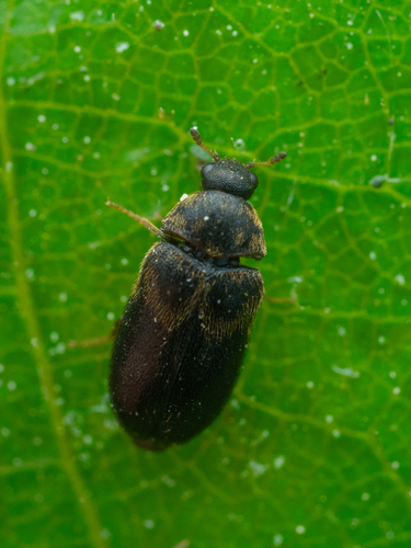 Globicornis fasciata