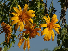 Tithonia diversifolia image