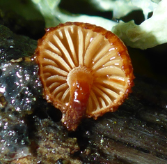 Phaeomarasmius