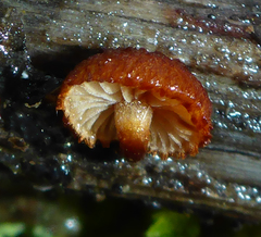 Phaeomarasmius