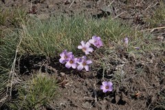 Oxalis laciniata