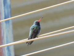 Cynanthus latirostris