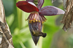 Arachnothera longirostra