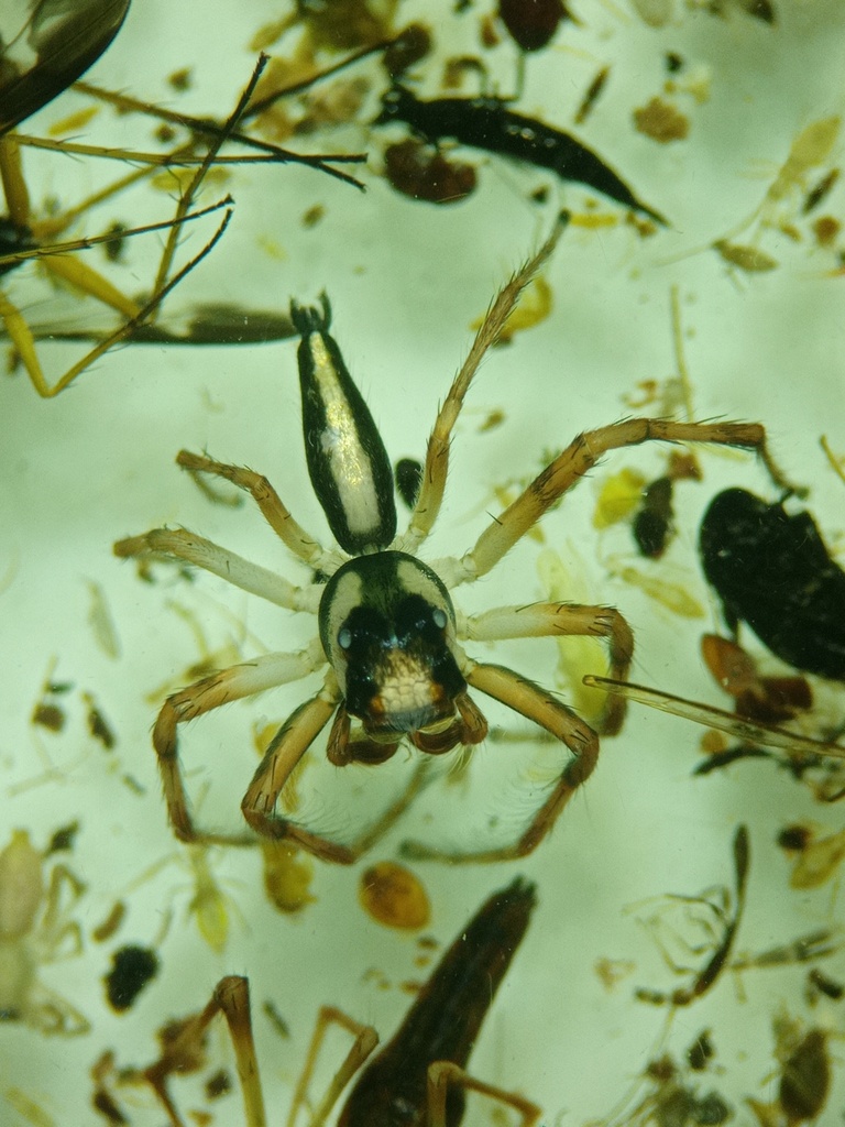 Epeus mirus