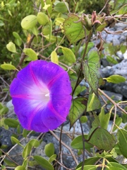 Ipomoea indica image