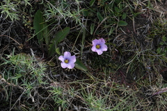 Oxalis laciniata