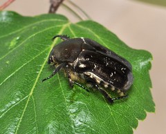 Protaetia marmorata