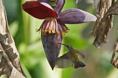 Arachnothera longirostra