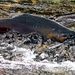 Chinook Salmon - Photo (c) Matt K, some rights reserved (CC BY-NC), uploaded by Matt K