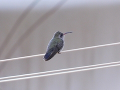 Cynanthus latirostris