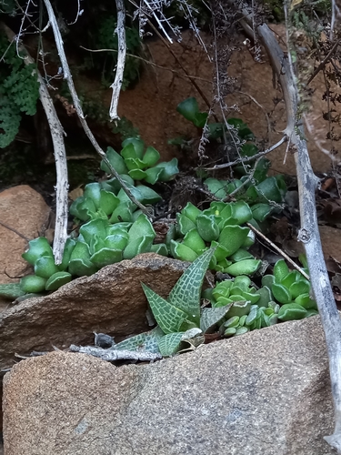 Image of Haworthiopsis tessellata by (c) Christiaan Viljoen, some rights reserved (CC BY)