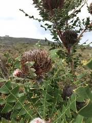 Banksia baxteri