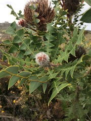 Banksia baxteri