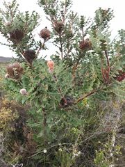 Banksia baxteri