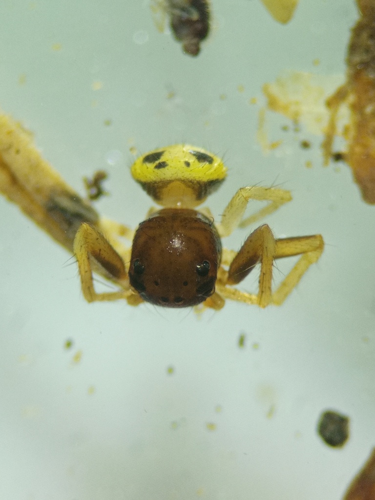 Talaus triangulifer