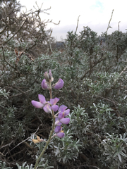 Lupinus albifrons