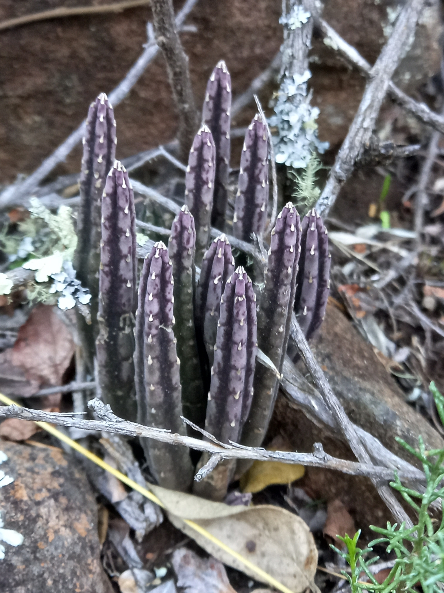 Stapelia olivacea N.E.Br. 3