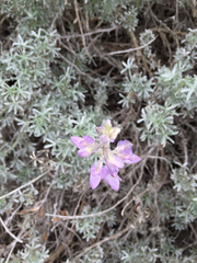 Lupinus albifrons