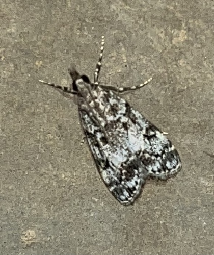 Eudonia lacustrata