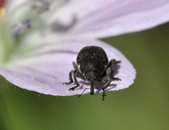 Zacladus geranii