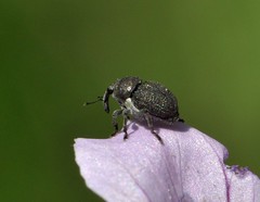 Zacladus geranii