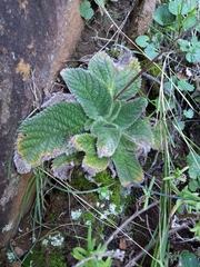 Streptocarpus meyeri, photograph (c) Christiaan Viljoen, some rights reserved (CC BY)