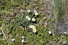 Erigeron leptopetalus