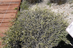 Acantholippia seriphioides