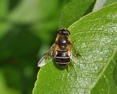 Eristalis picea