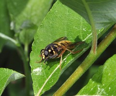 Temnostoma vespiforme