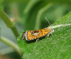 Olethreutes arcuella