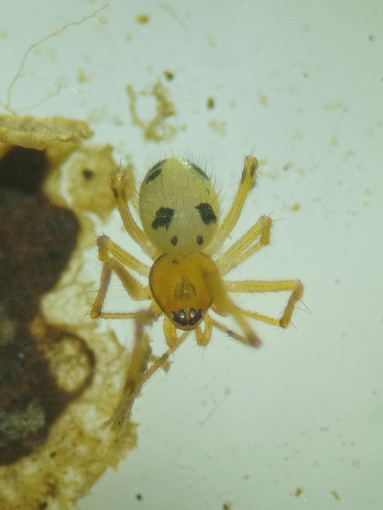 Borneoridion