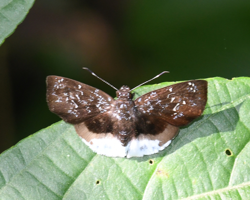Spioniades abbreviata