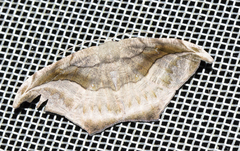 Oxydia scriptipennaria