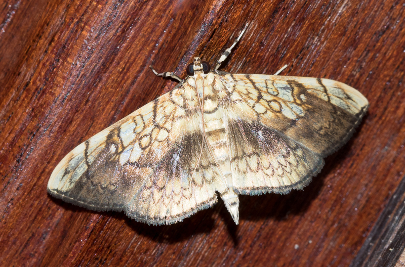 Pantographa scripturalis