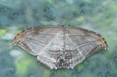 Morphomima fulvitacta