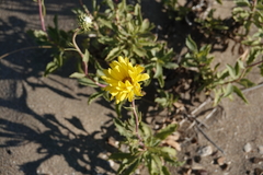Grindelia chiloensis