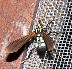 Orcynia calcarata