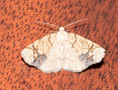 Nematocampa