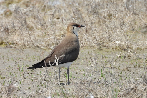 Canastera alinegra (Glareola nordmanni)