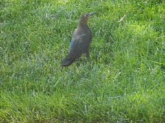 Quiscalus mexicanus