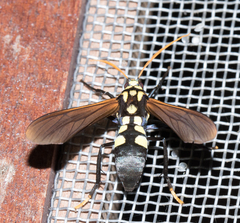 Orcynia calcarata