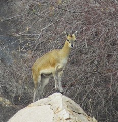 Oreotragus oreotragus transvaalensis