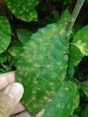 Cephaleuros lagerheimii