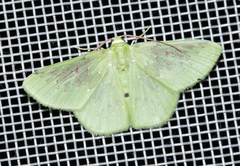 Lissochlora
