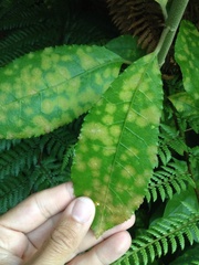 Cephaleuros lagerheimii