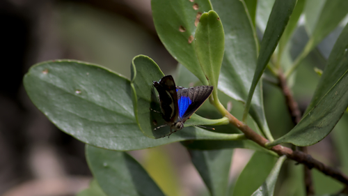 Photo of Narcissus Jewel (Hypochrysops narcissus)