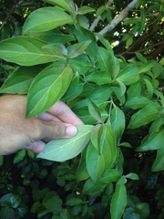 Cornus capitata